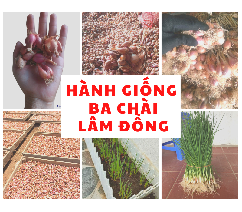 HÀNH GIỐNG BA CHÀI LÂM ĐỒNG