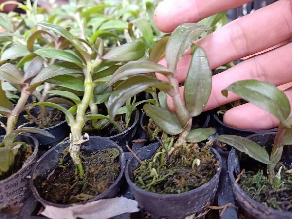 combo 2 cốc giả hạc cát bà