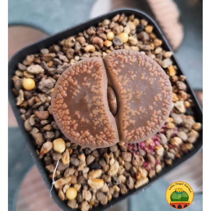 1 sen mông | Lithops | thạch lan dòng Hookeri dễ chăm nhất, giá rẻ