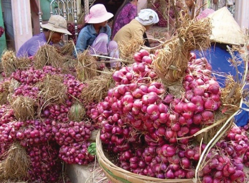 hành tím phan rang