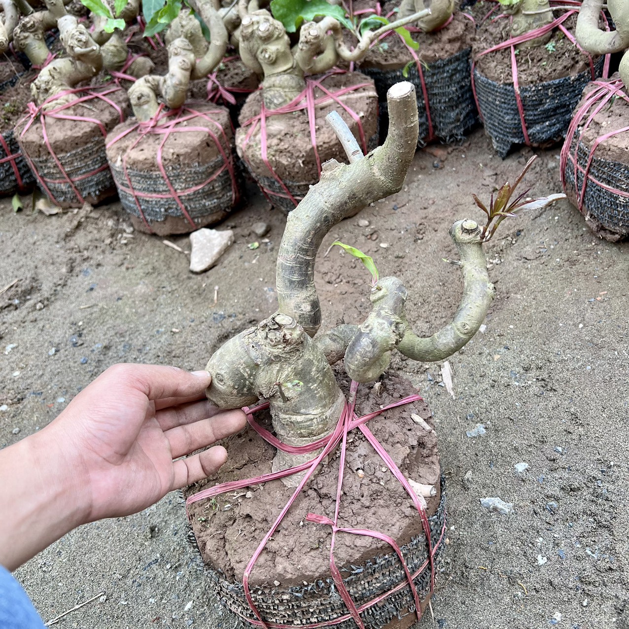 Cây lộc vừng phôi bonsai
