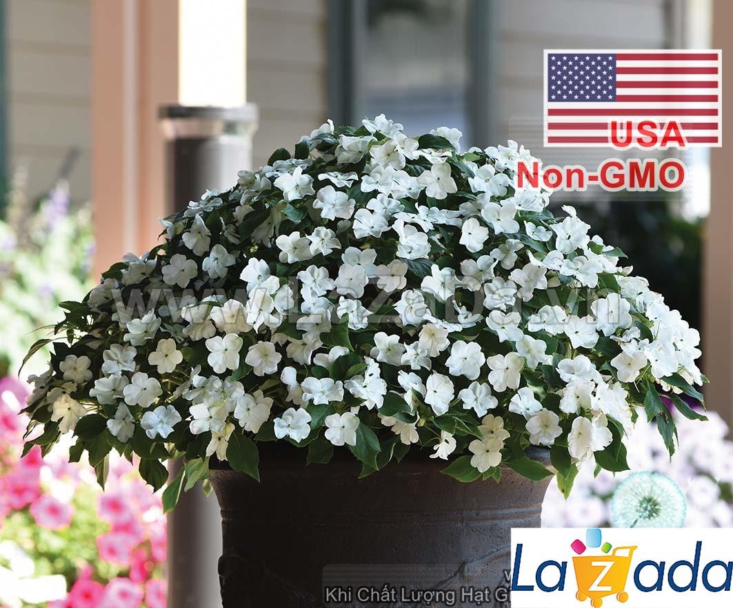 50h Hạt Giống Hoa Ngọc Thảo Mai Địa Thảo Trắng (TLB4| -KD: B22*V42*M233)