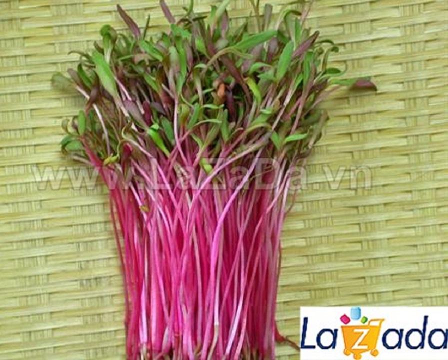 50Gr Hạt Giống Rau Mầm Củ Dền Đỏ (B1.104| Y2*W21*M055)