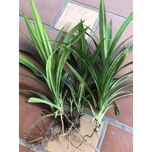 Cây lá dứa ( lá nếp ) link rễ trần cây to khoẻ 20-30cm
