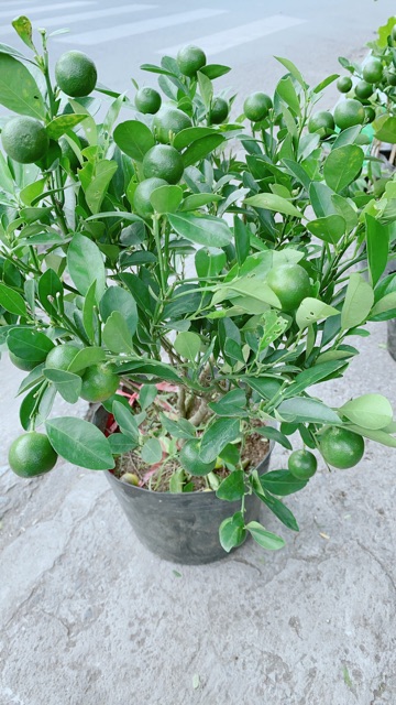 Cây Tắc Kiểng (Quất Kiểng)