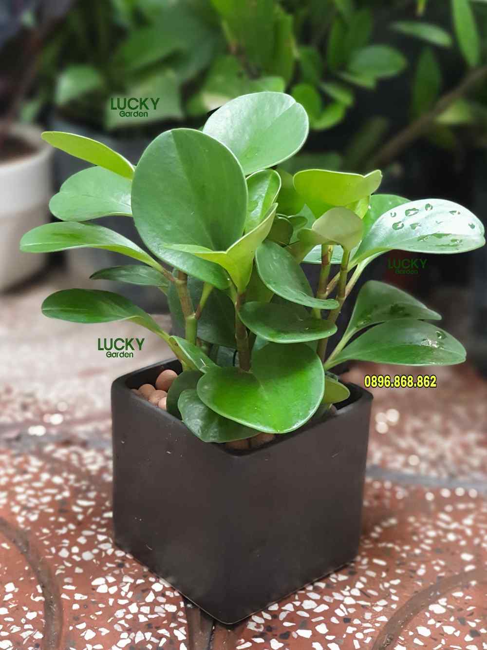 cây trường sinh - cây phong thủy mini để bàn