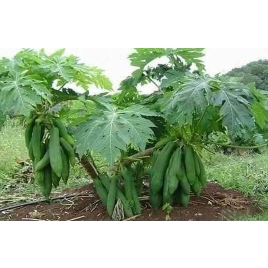 GIỐNG ĐU ĐỦ LÙN THÁI LAN (cây giống siêu sớm có bảo hành )