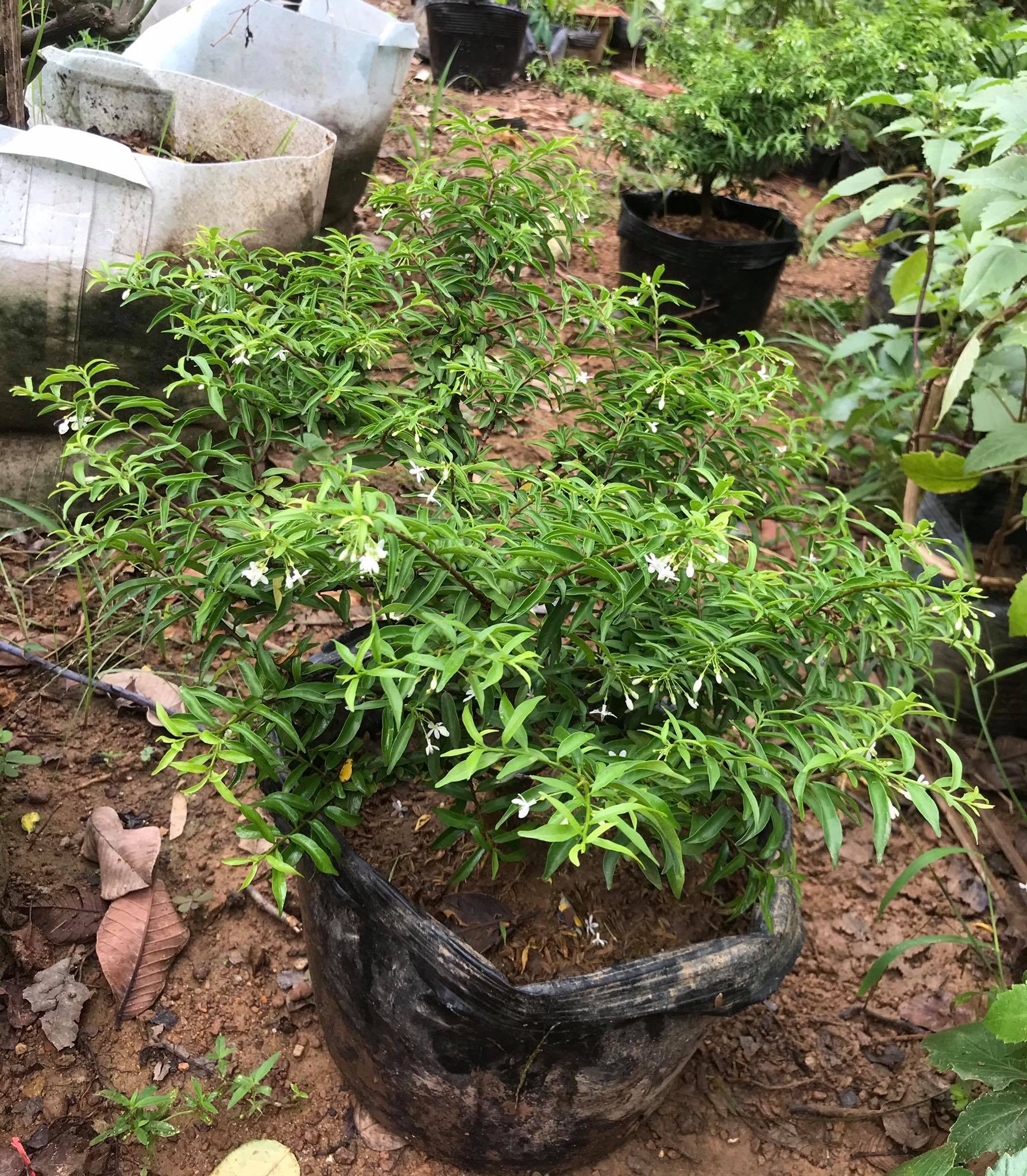 Cây mai chiếu thủy
