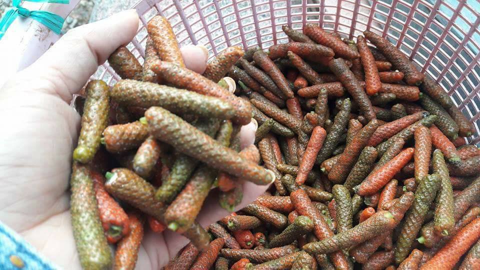 Tiêu Lốt Tươi Hữu Cơ