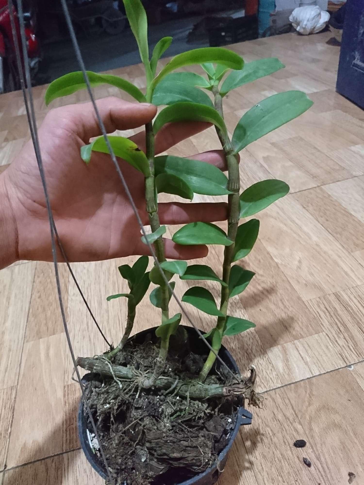 Kie phi điệp hòa bình