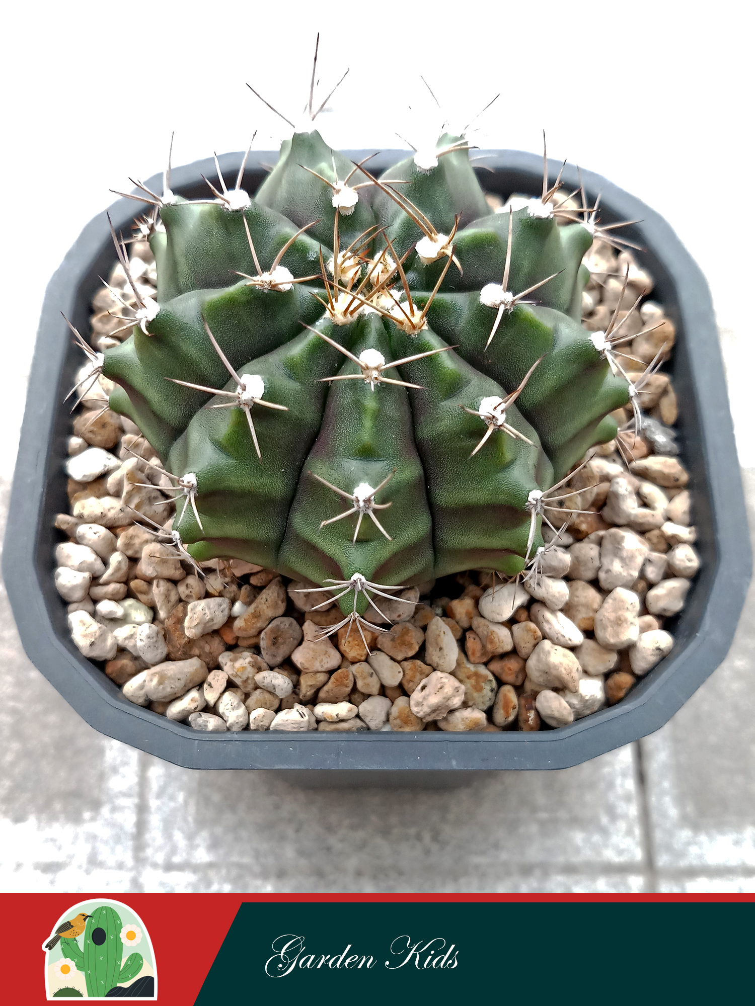Xương rồng Gymnocalycium Mihanovichii