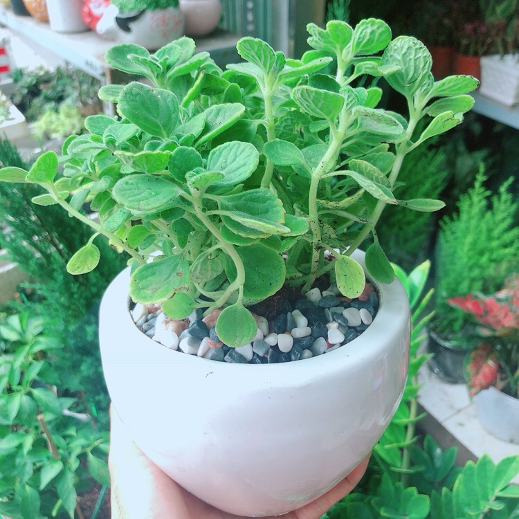 Chậu Cây Nhất Mạc Hương