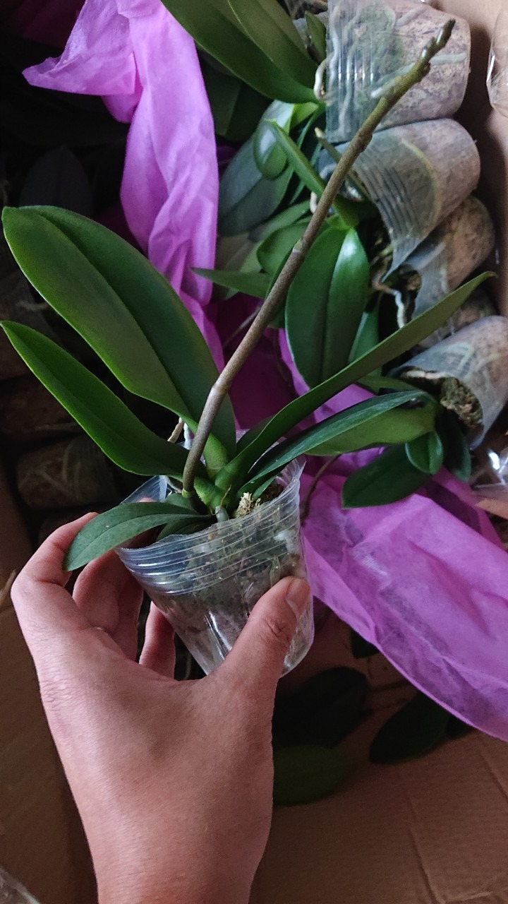 Combo 2 Cây LAN HỒ ĐIỆP đang 2 Ngồng