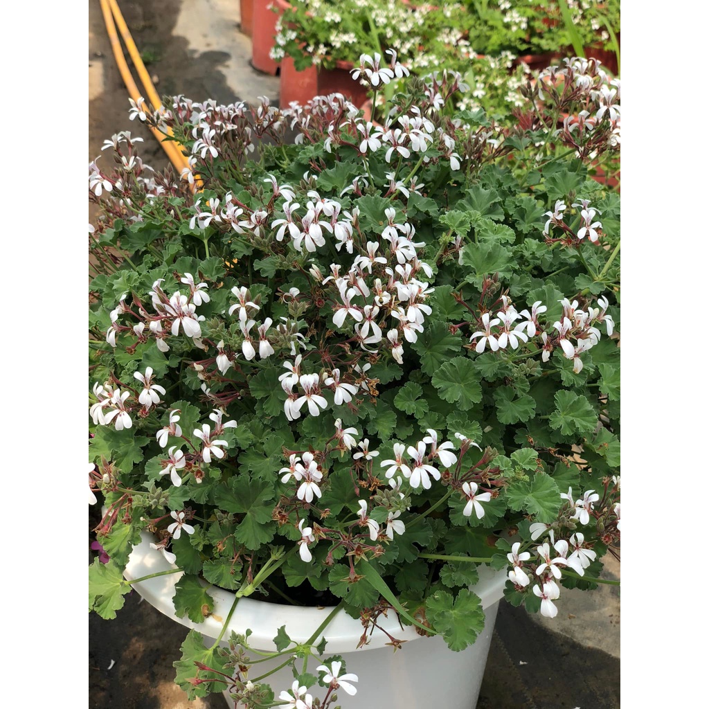 Cây Phong Lữ Táo JUN GARDEN Apple Geranium, Rất Thơm Và Dễ Chăm Sóc