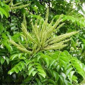Cây giống cây Gỗ Lim Xanh (combo 5 cây 150k)