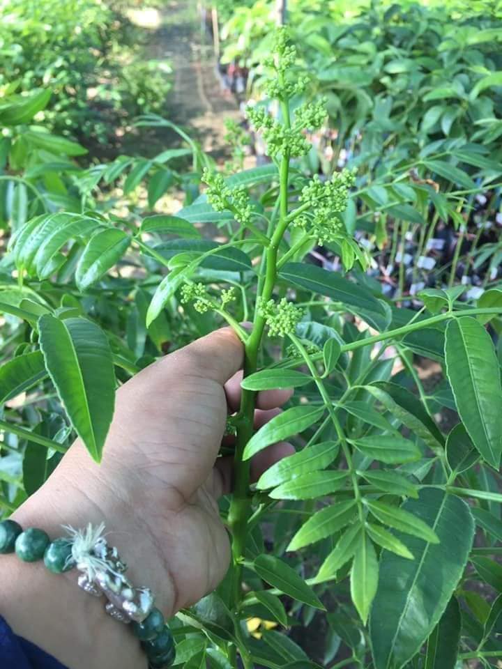 CÂY CÓC THÁI ĐANG HOA TRỒNG CHẬU