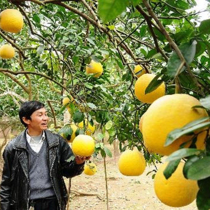 3 cây giống bưởi đương siêu ngọt - C010