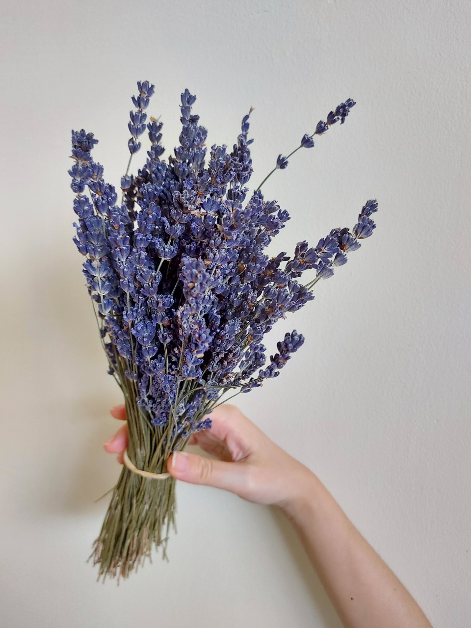 Bó Lavender khô Pháp 300 cành