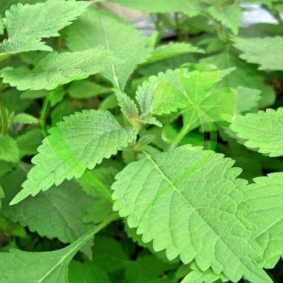 Hạt giống rau kinh giới - gói 1g