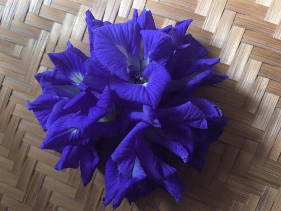 Hoa đậu biếc khô