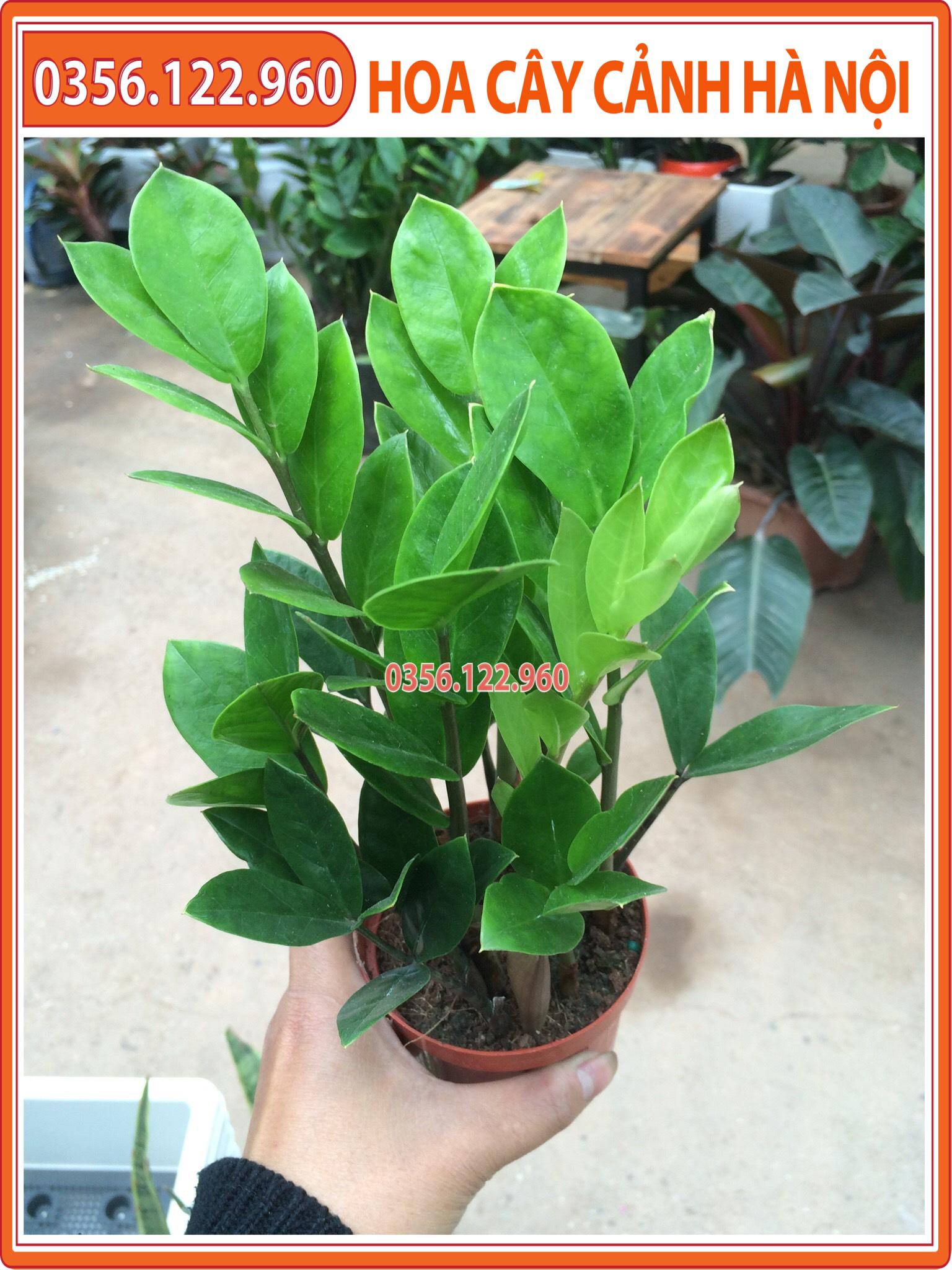 Cây kim tiền để bàn - cây cảnh trang trí