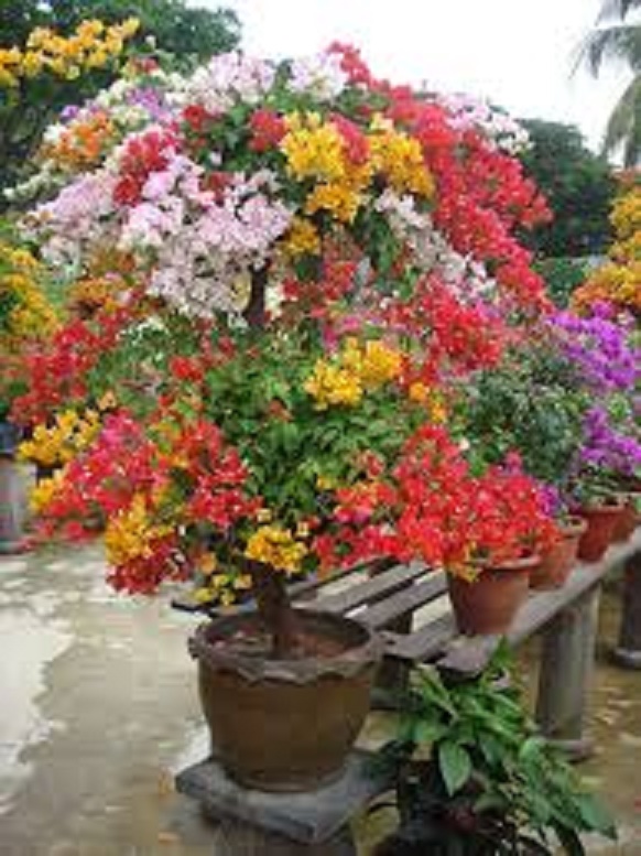 CÂY HOA GIẤY ĐỦ MÀU BẦU NHỎ