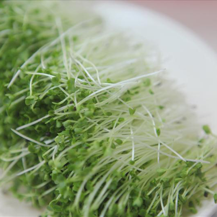 Hạt giống mầm cải ngọt (Tsoi Sim Sprouts)  - Gói 20gram