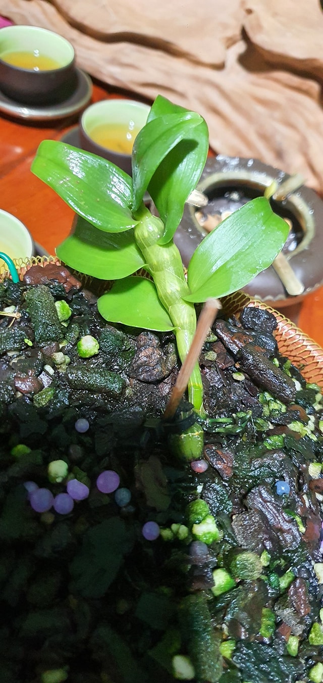 Lan phi điệp Bảo duy