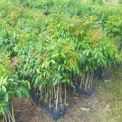 cây xà cừ giống chẩn (nmalongshopxin)