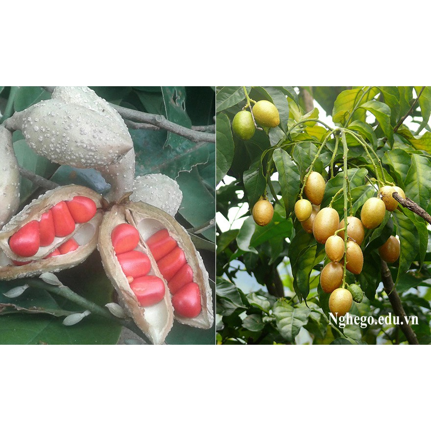 CÂY GIỐNG CÂY DỔI XANH