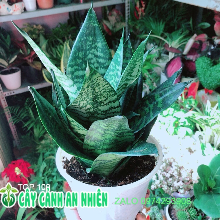 Lưỡi hổ thái xanh