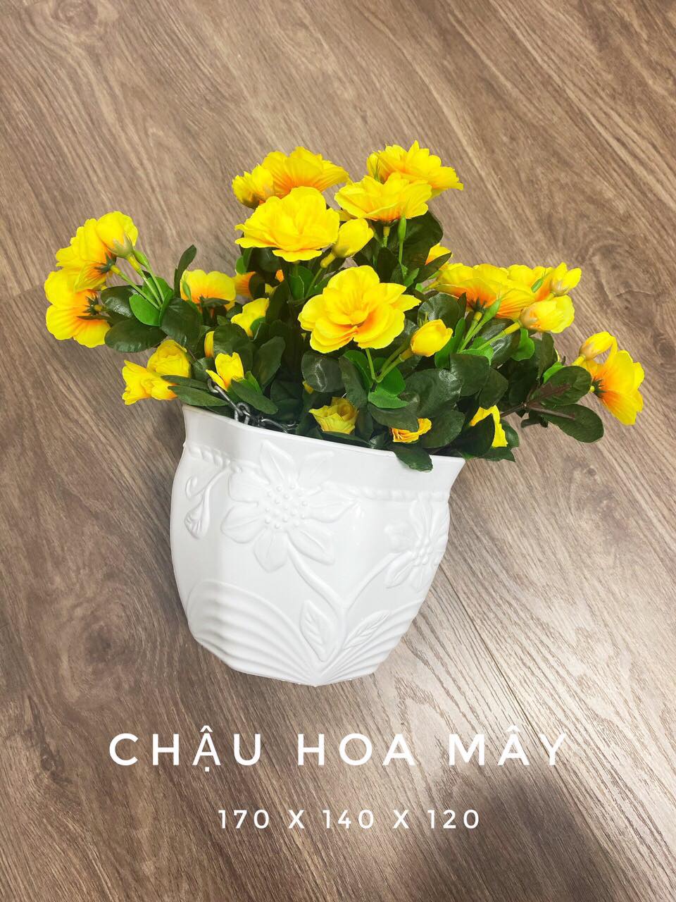 Chậu nhựa hoa mây trắng