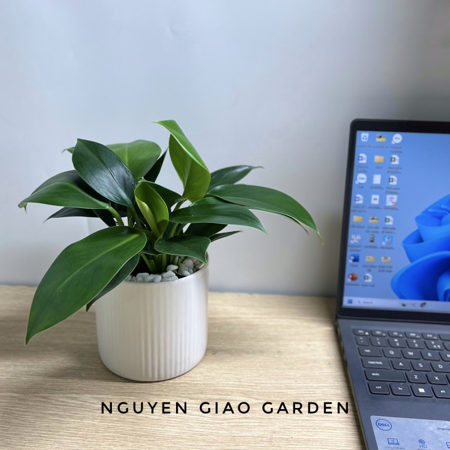 Cây trầu bà đế vương xanh chậu sứ để bàn