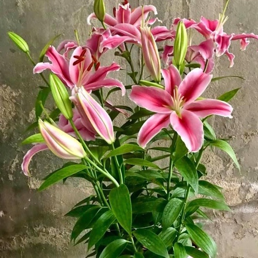 Củ ly cao Hà Lan thơm siêu hoa size 22/24  mix đủ màu