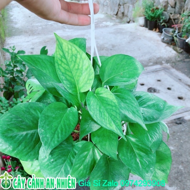 Trầu bà thái xanh