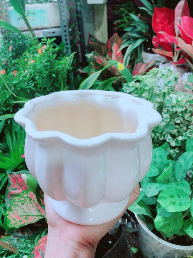 Chậu Sứ Trồng Cây 15cm