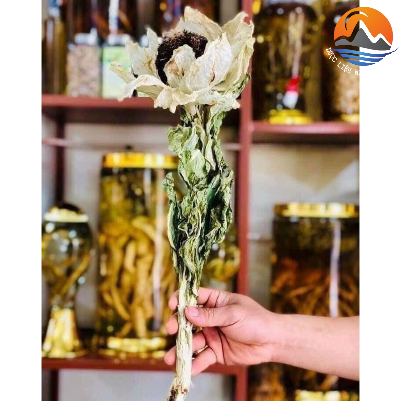 Thiên sơn tuyết liên hoa, hoa sen tuyết Tây Tạng khô . Hoa tuyết liên sơn giúp bồi bổ sinh lực, tăng cường khí huyết