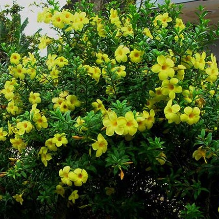 [hũ 100gr] Phân Bón Thần Kỳ 7 Siêu Ra Hoa, Dưỡng Hoa