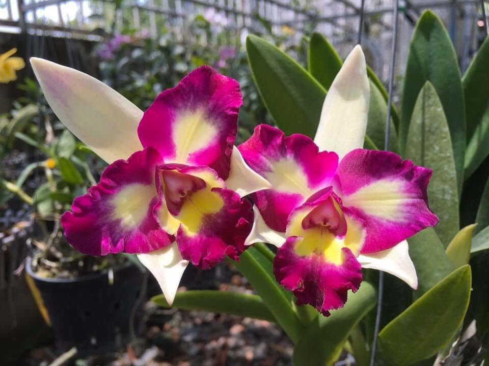 Hoa lan catt đài mặt quỷ cây trưởng thành
