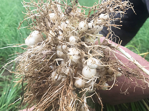 3kg Củ hành tăm Nghệ An (Củ nén)