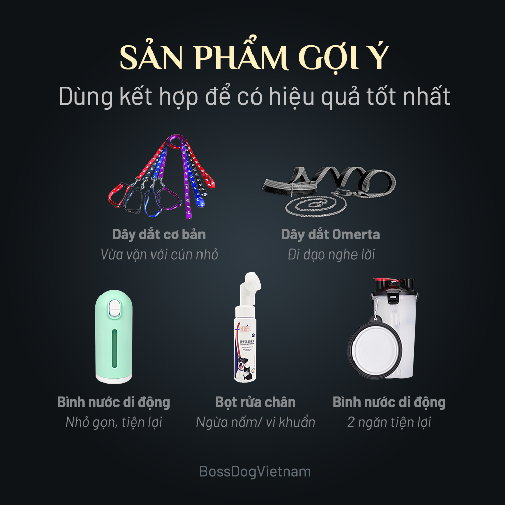 Dây dắt thú cưng cơ bản (Màu ngẫu nhiên) | BossDog