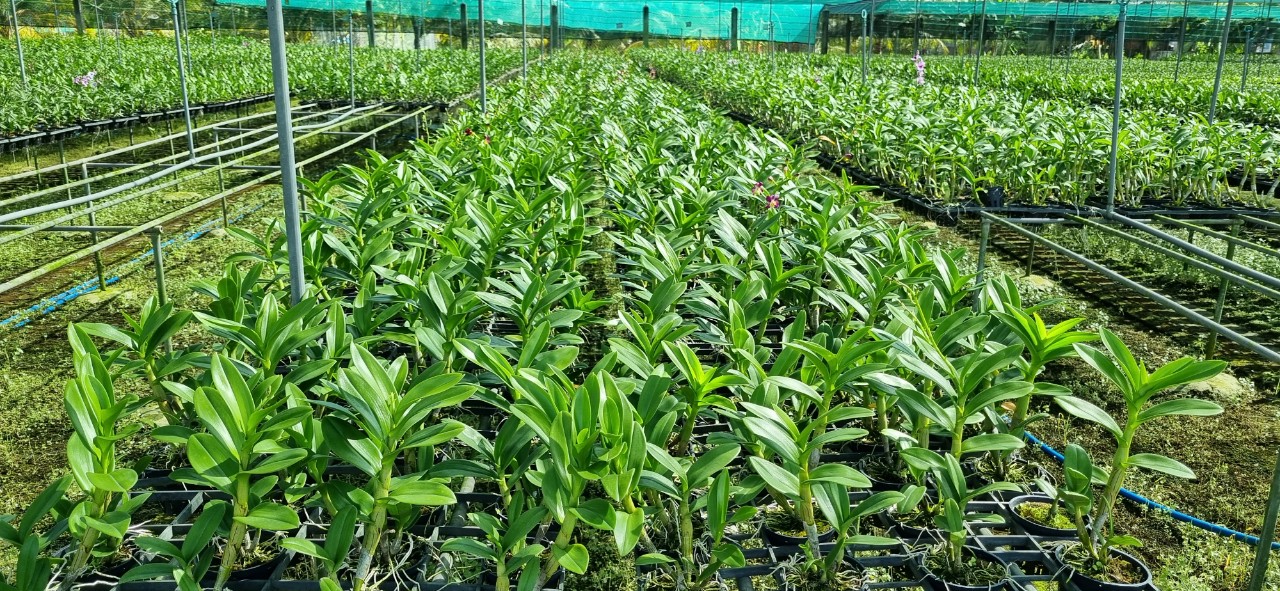 Denro Burana/ Mặt trời đỏ