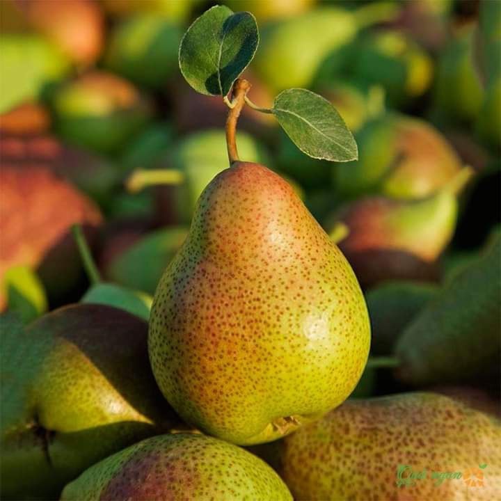 cây giống LÊ ĐỎ NAM PHI cây ghép