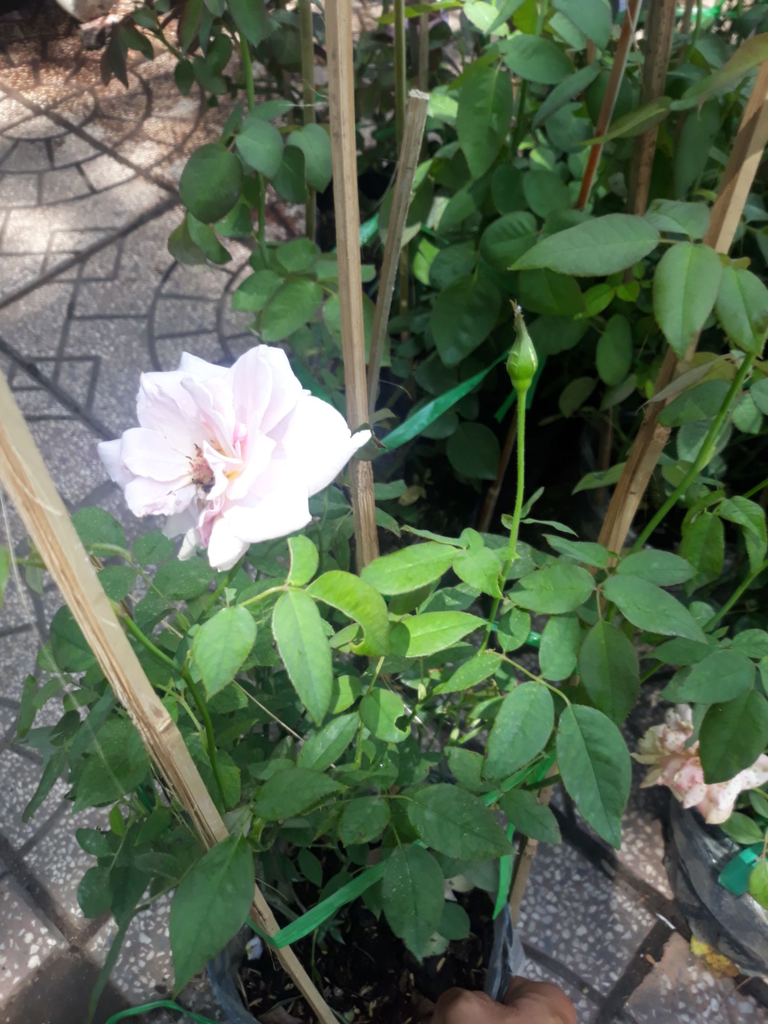 Chậu hoa hồng nhung cực đẹp