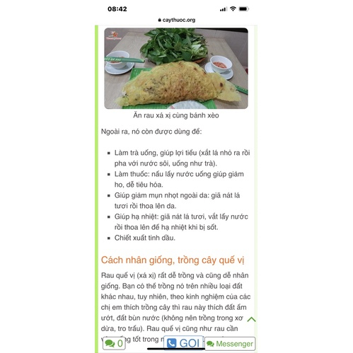 Chậu cây rau quế vị (xá xị)