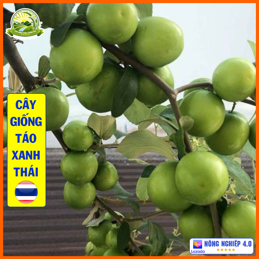 Cây táo xanh giống Thái Lan - cây con chuẩn giống F1 cao từ 40-50cm sống khỏe dễ chăm bón cho ra trái to tròn sau 1 năm - QD20