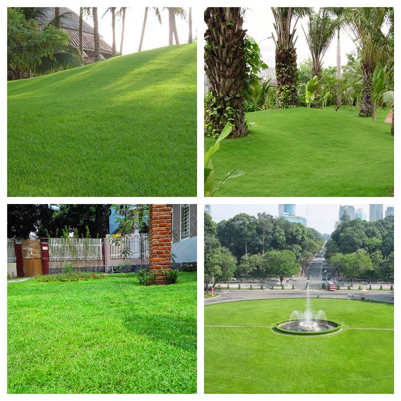 MJ10C GÓI 100 HẠT GIỐNG CỎ NHUNG NHẬT