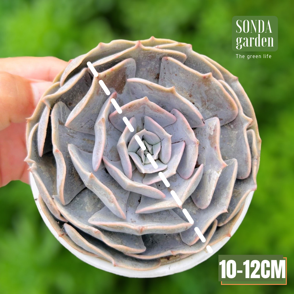 SEN ĐÁ ĐẤT HỒNG SIZE TRUNG BÌNH SIÊU KHỎE ĐẸP LỖI 1 ĐỔI 1