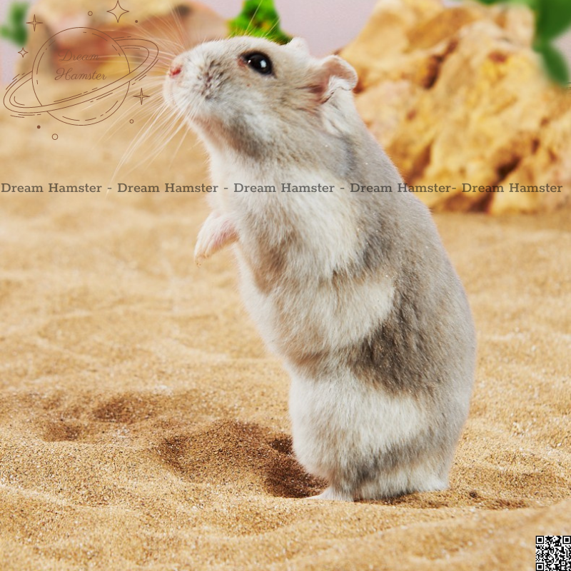 Yee Desert Bath Sand for Hamsters