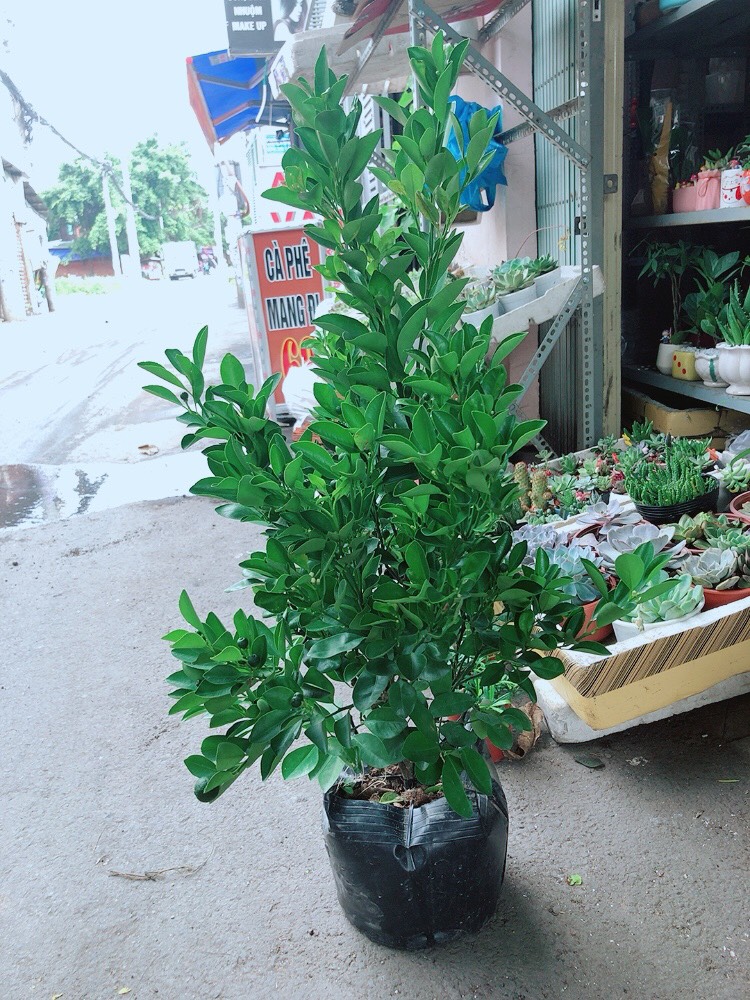 Cây Tắc To Đang Ra Quả